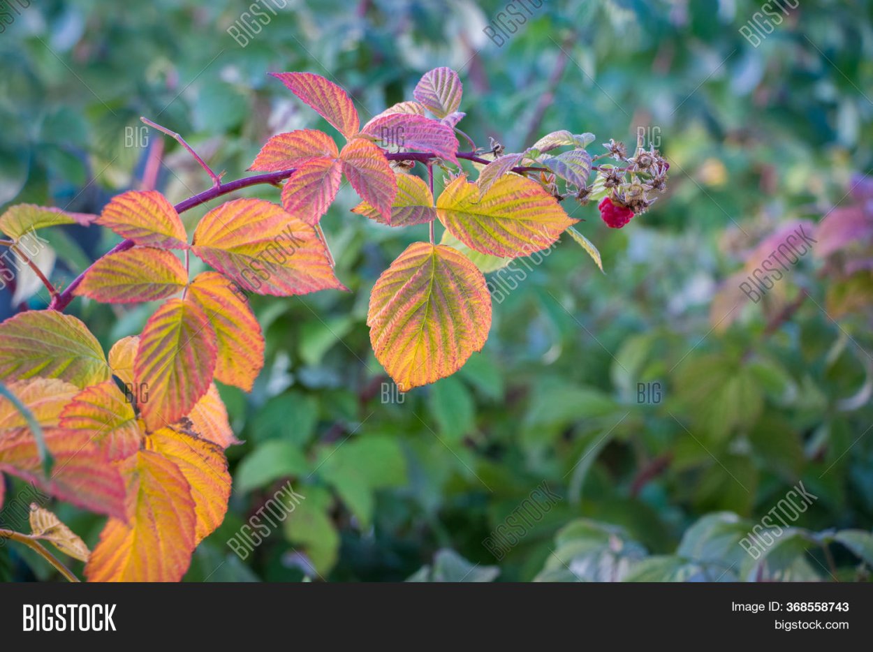 Куст малины осенью