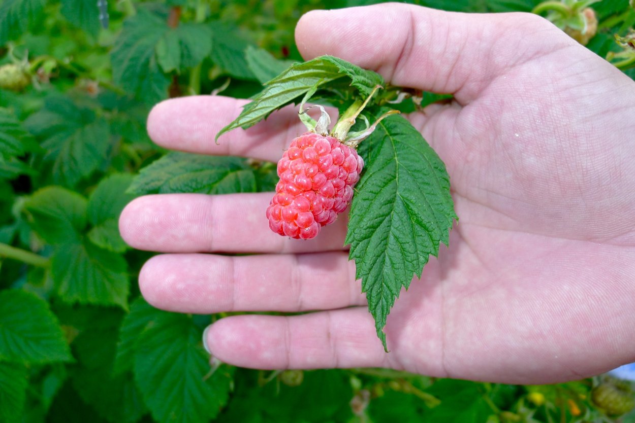 Молодая малина