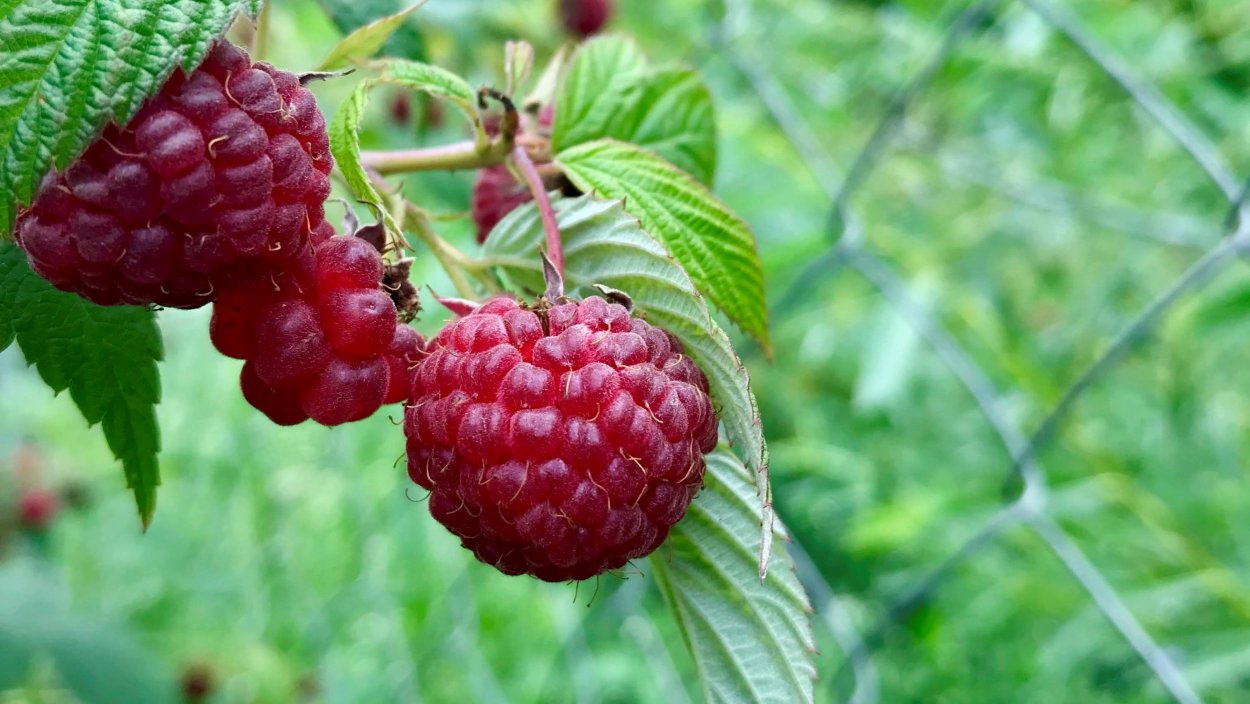 Малина ремонтантная самородок