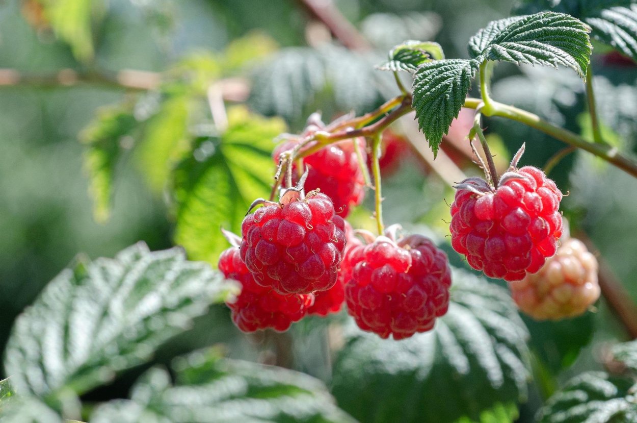 Ягода малина кустарник