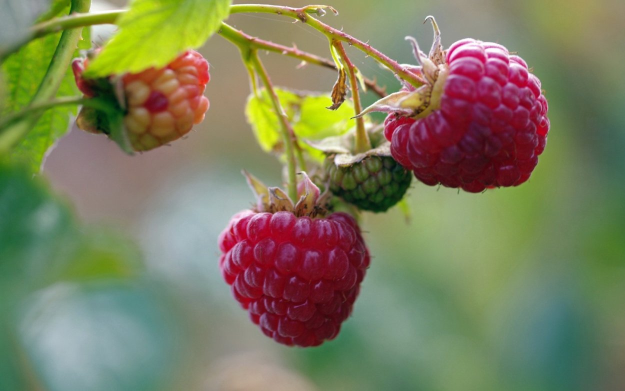 Малина Кардинал