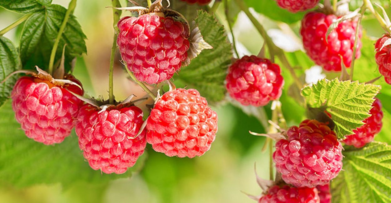 Цикл ремонтантной малины