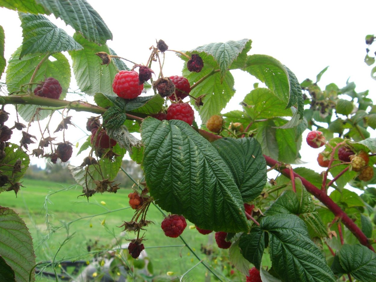 Мульчирование малины