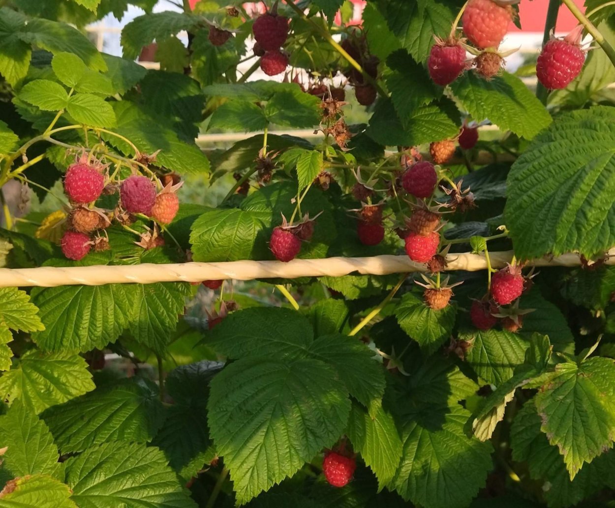 Растение похожая на малину в Сибири