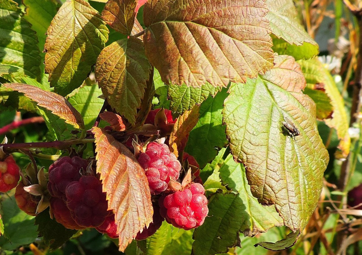 Осенняя малина