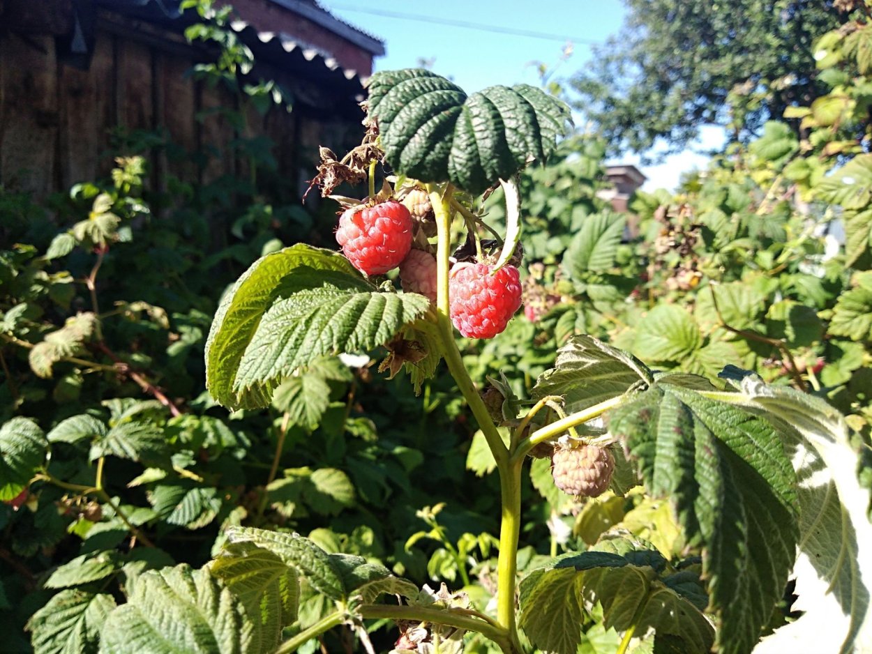 Лесная малина в лесу