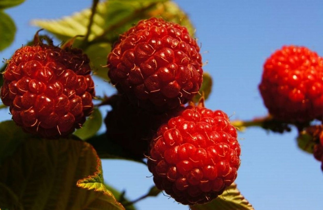 Кусты осенние малина