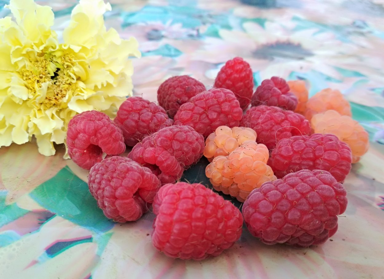 Малина Киржач