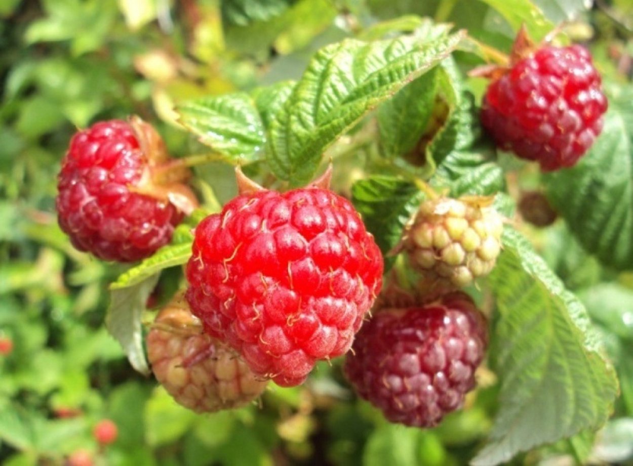 Малина ремонтантная осенняя красавица