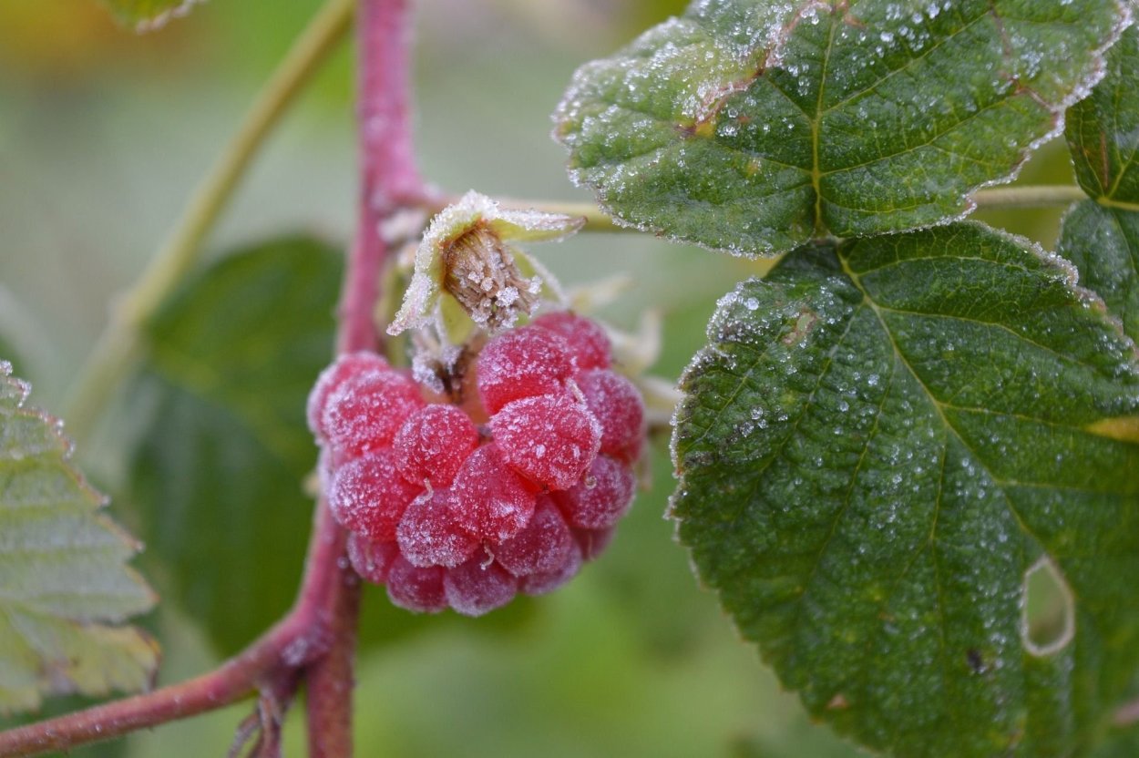 Ремонтантная малина побеги