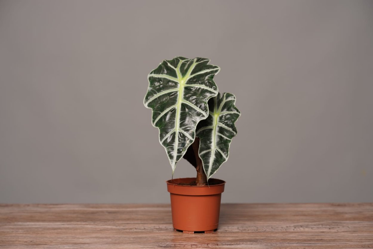 Gageana Aureum алоказия