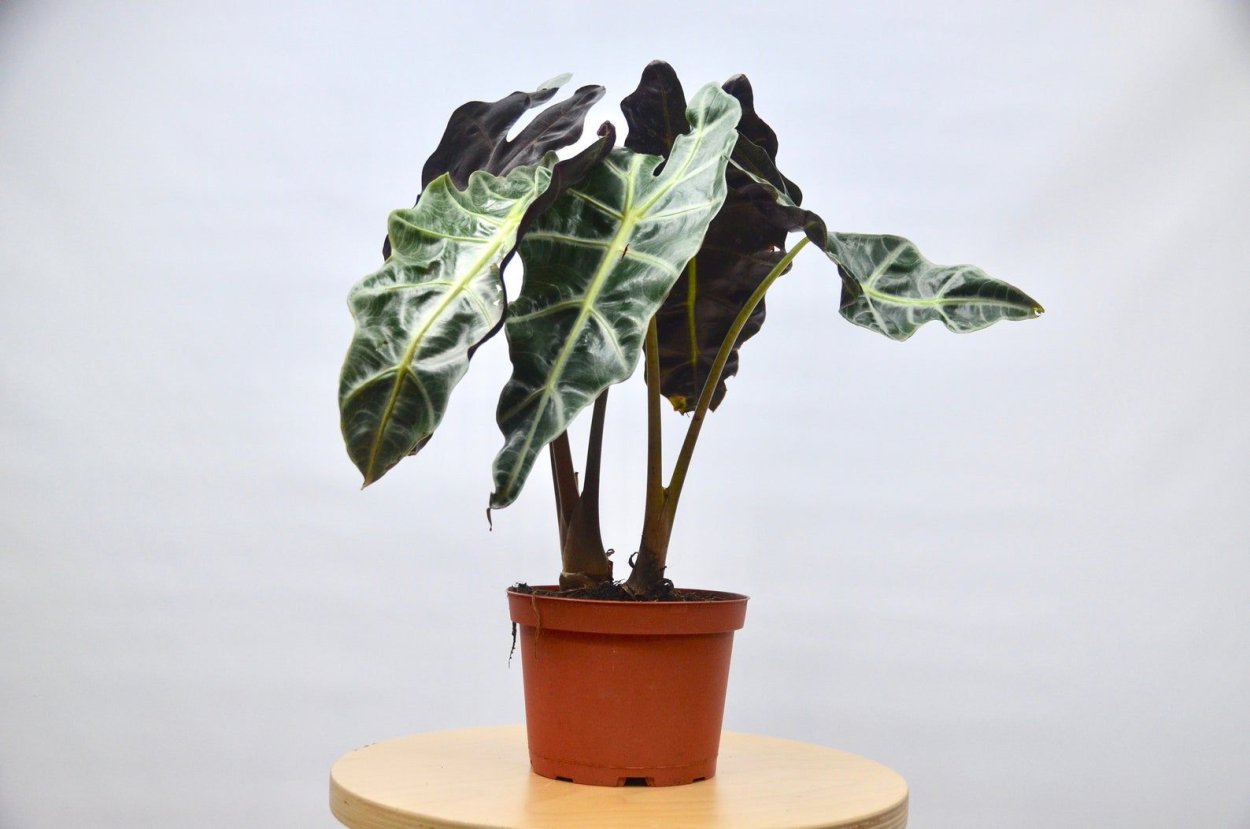 Alocasia Frydek