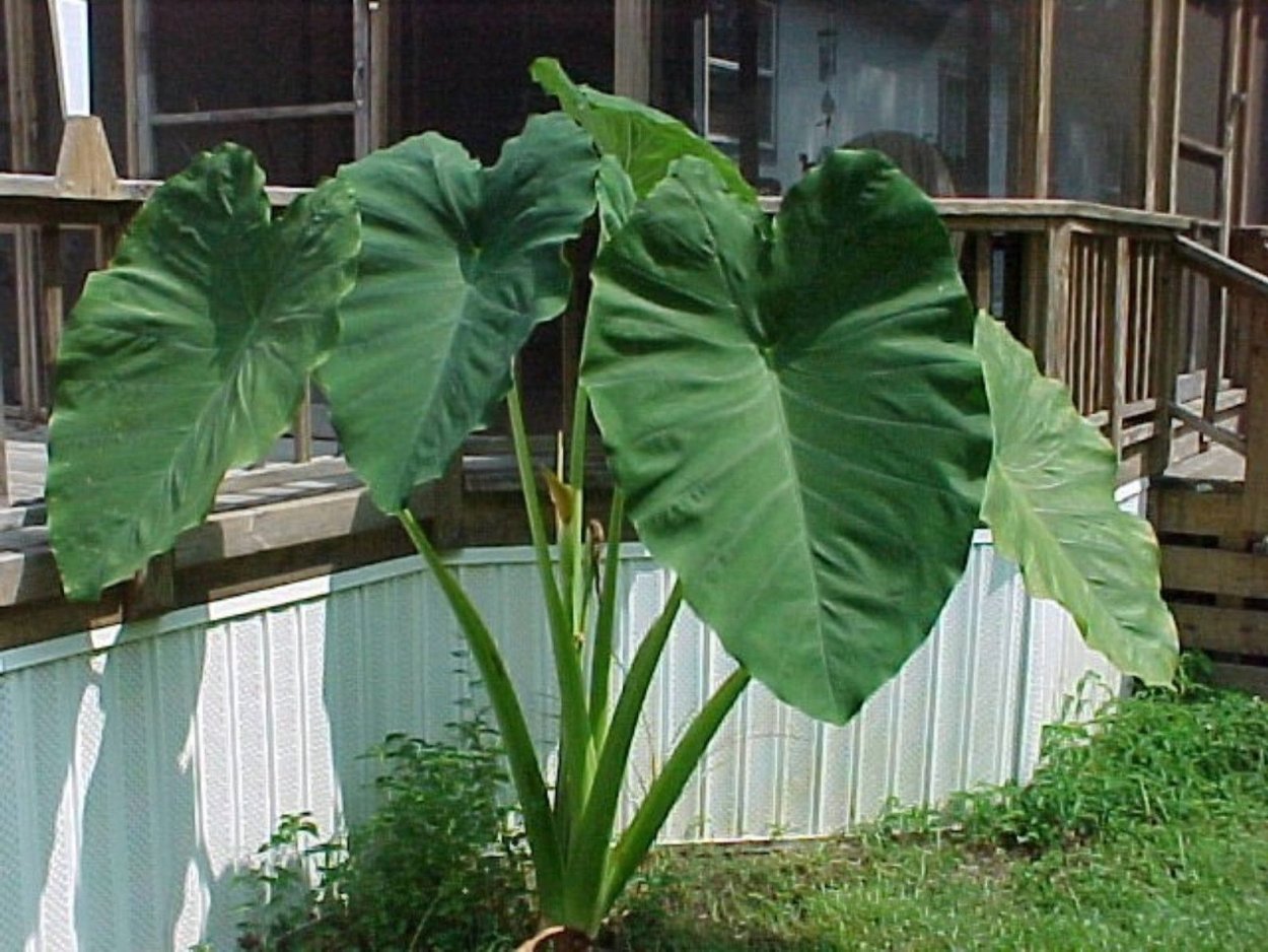 Алоказия longiloba