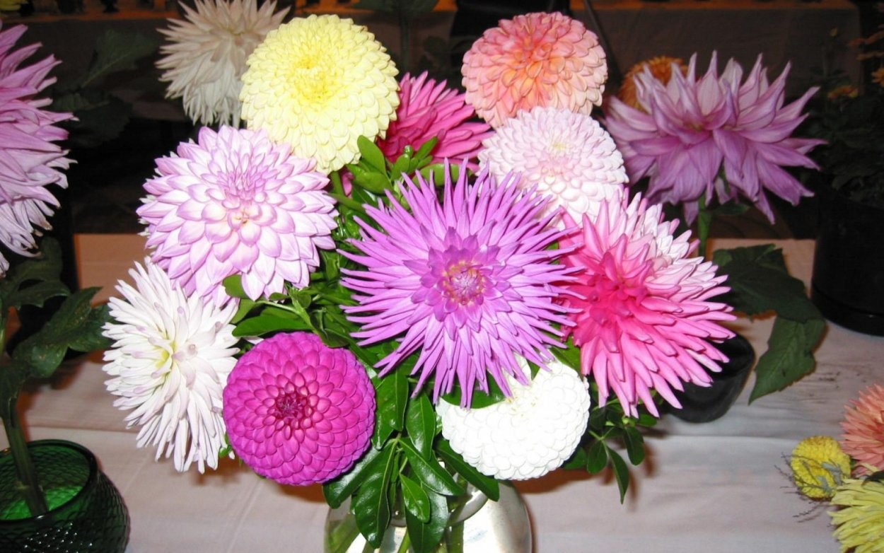 Сергей Андрияка хризантемы