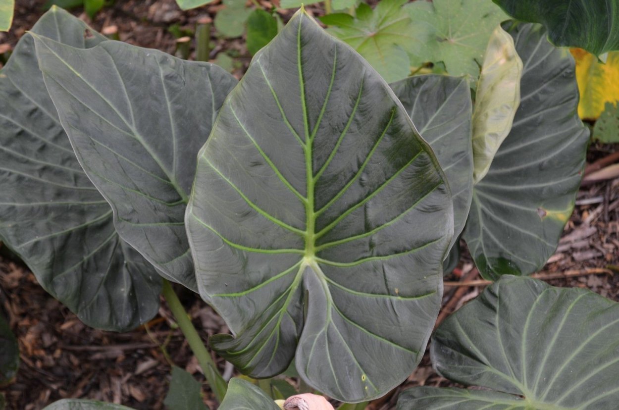 Алоказия Купрея