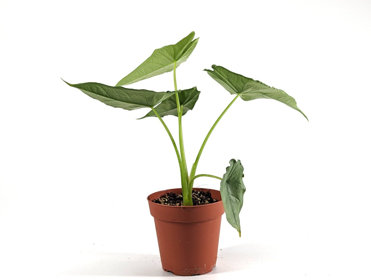 Алоказия Пинк драгон