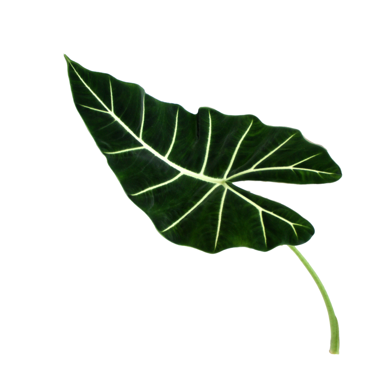 Алоказия драгон Скейл