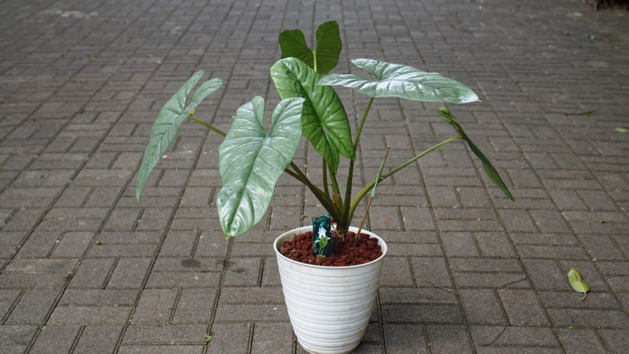 Алоказия Ivory Coast