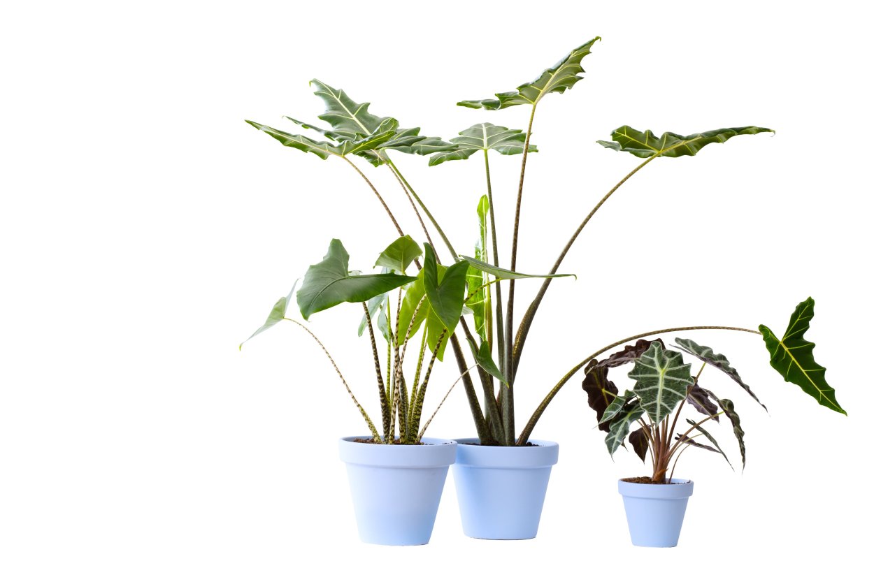 Алоказия драгон Скейл