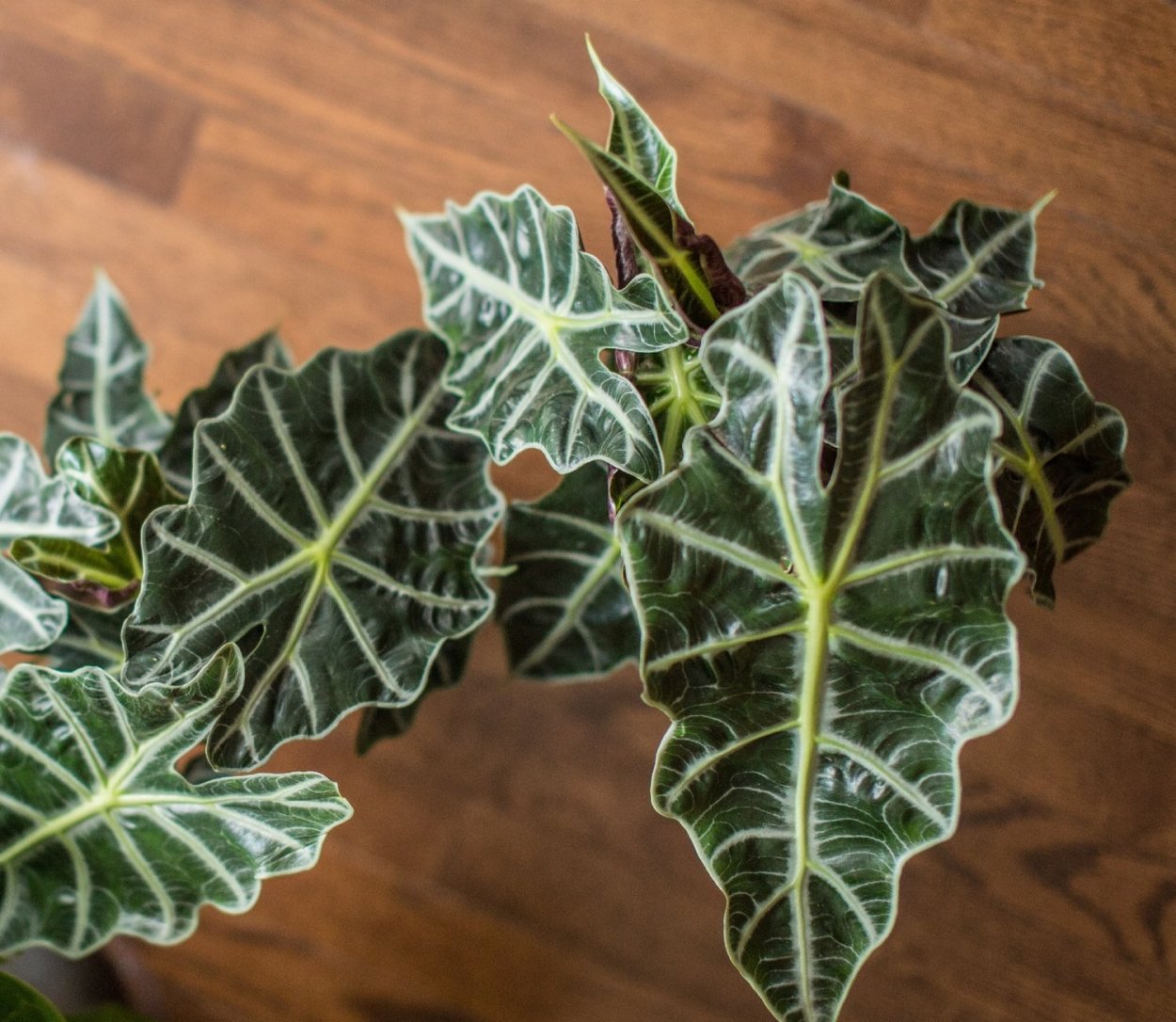 Алоказия сандериана sanderiana