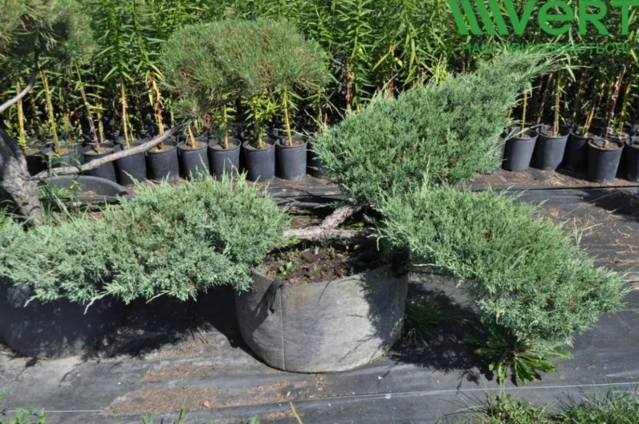 Можжевельник виргинский burkii