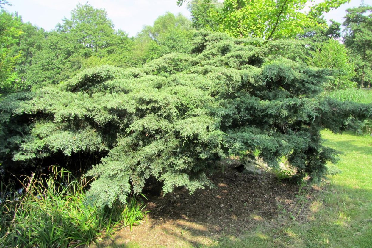 Juniperus virginiana