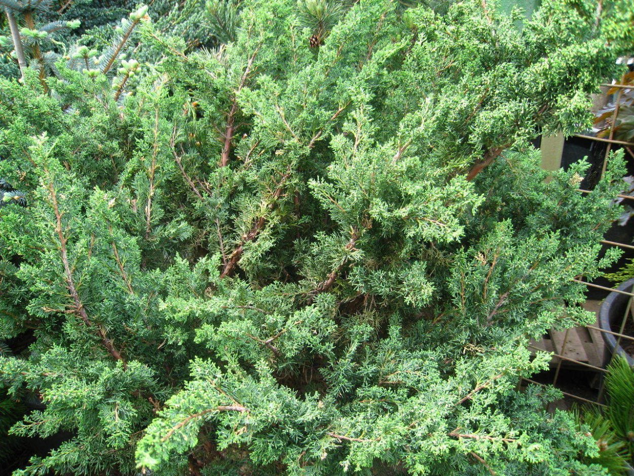 Можжевельник виргинский Монарх