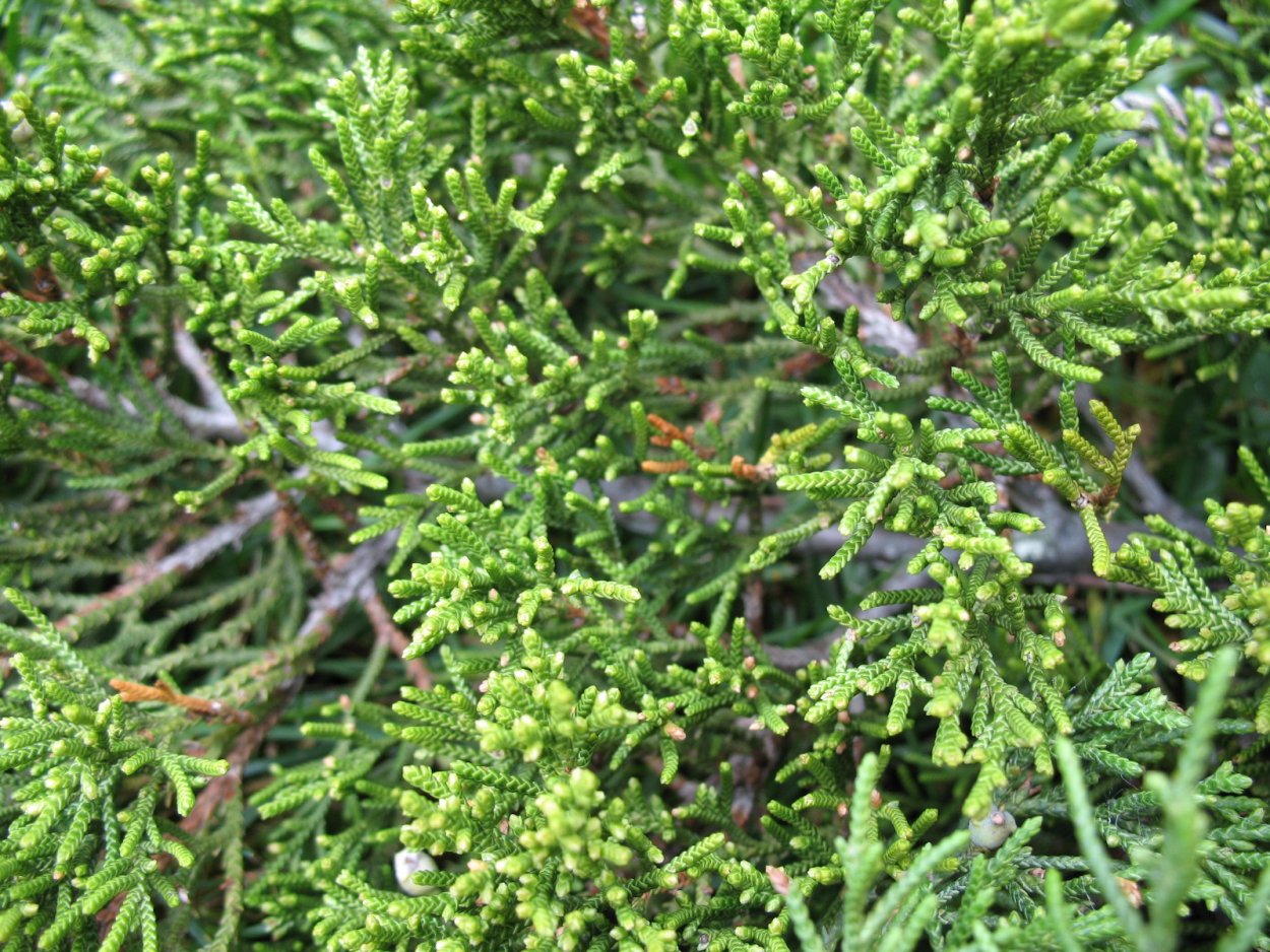 Можжевельник виргинский Хетц