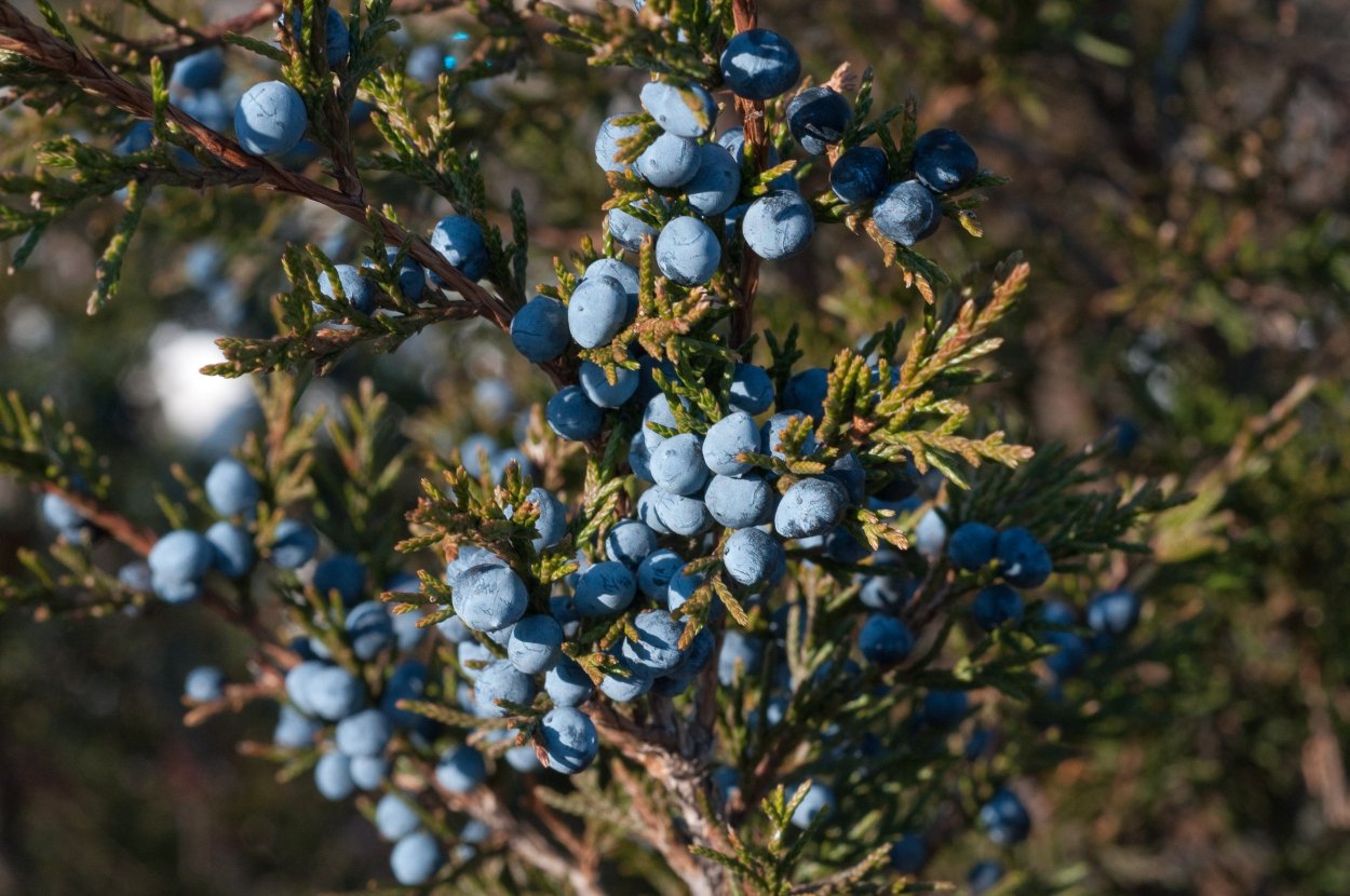 Миксбордер с туей Смарагд
