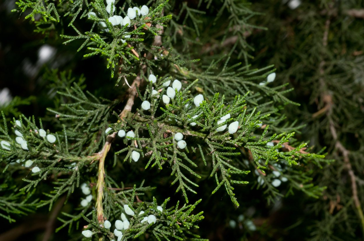 Можжевельник виргинский «Коболд»