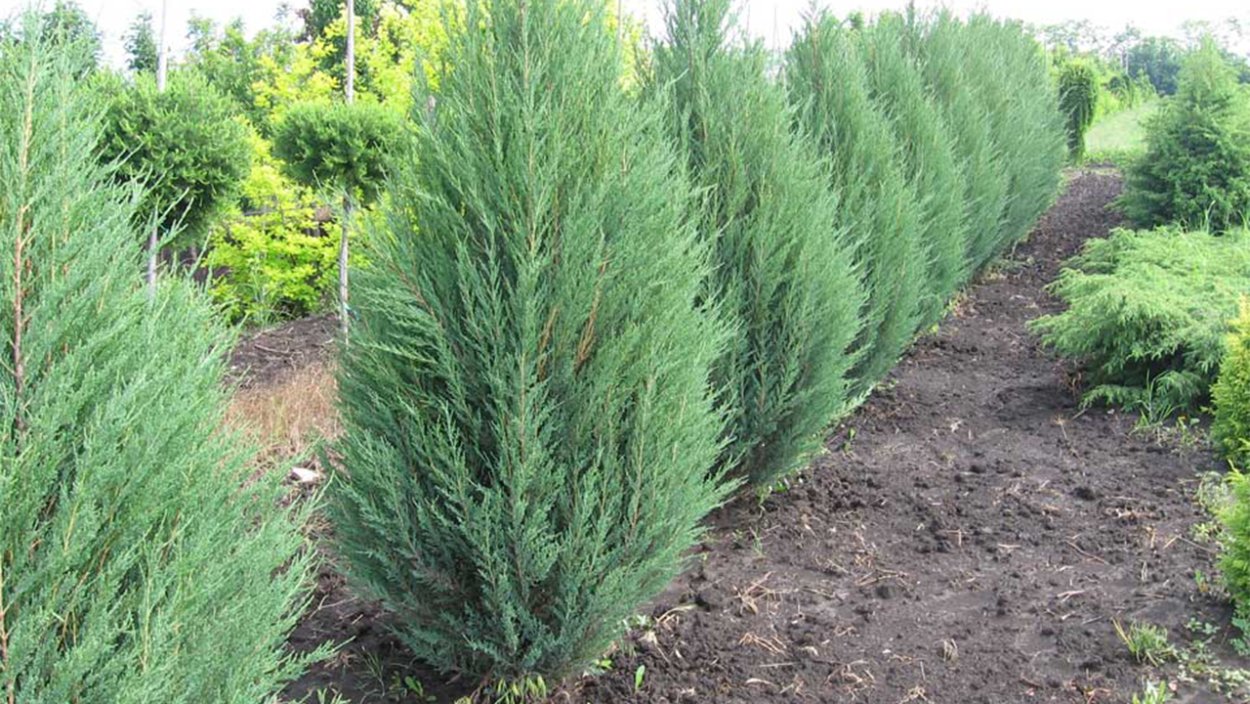 Можжевельник китайский Японика