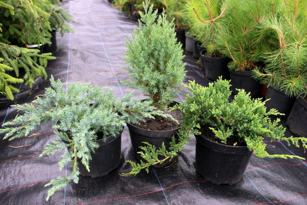 Туя бересклет скумпия миксбордер