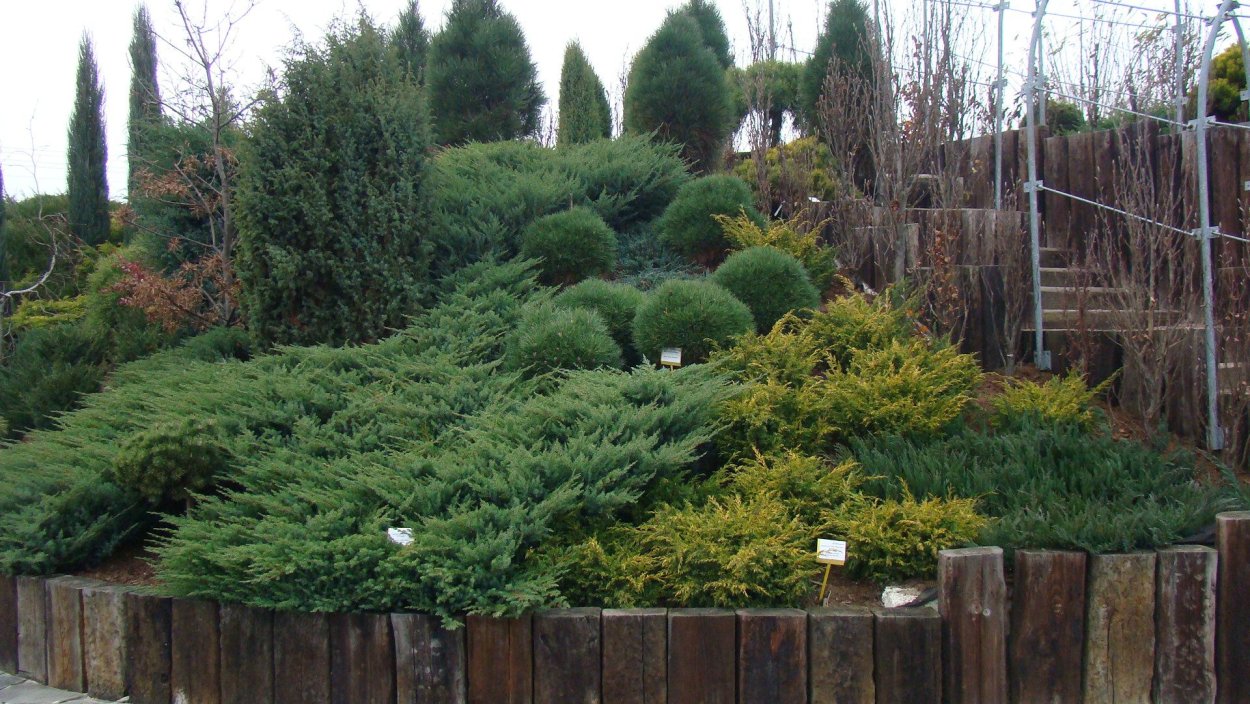 Можжевельник виргинский 'хётц'