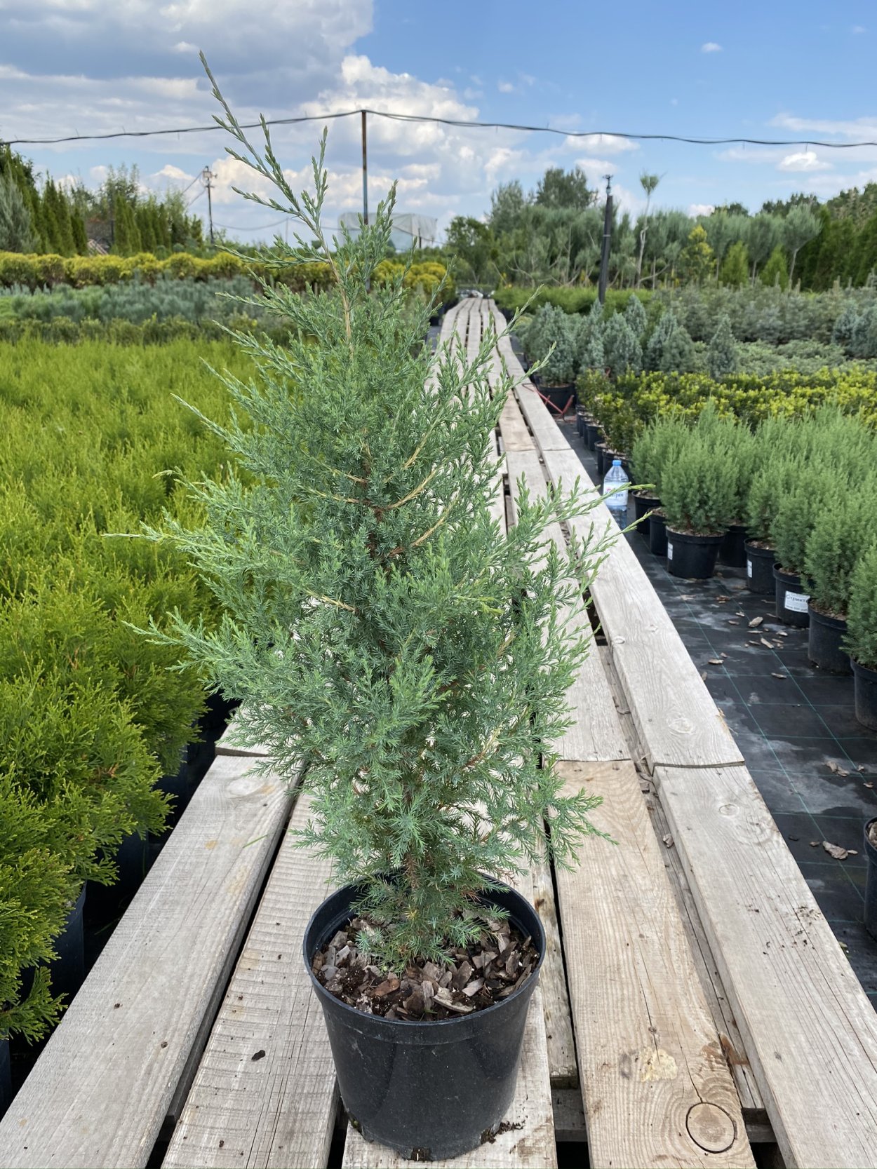 Можжевельник минт джулеп