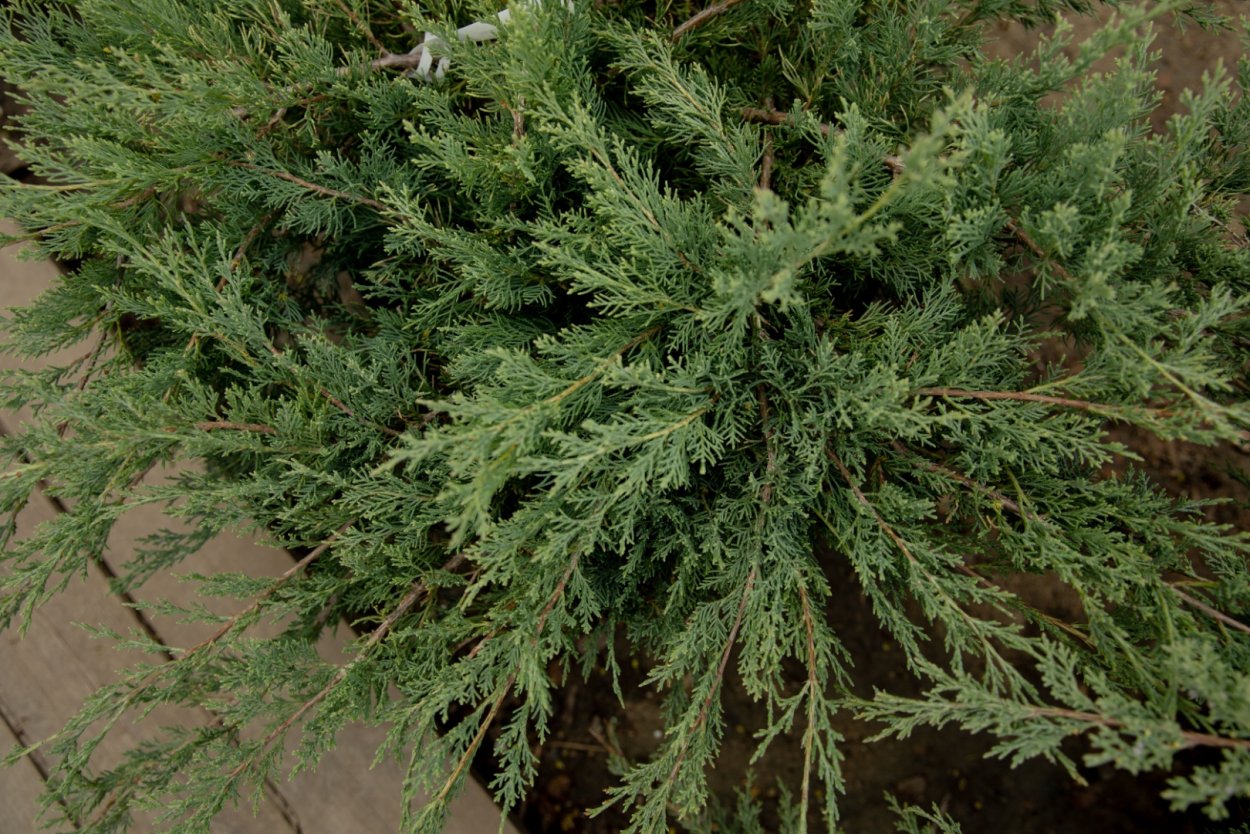 Можжевельник Вилтони Глаука