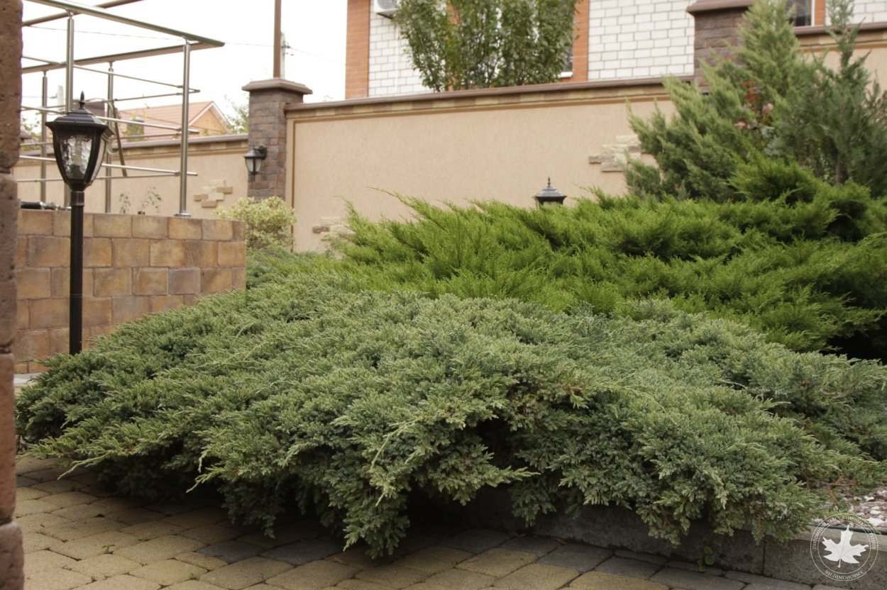 Арка из можжевельника скального Блю Эрроу