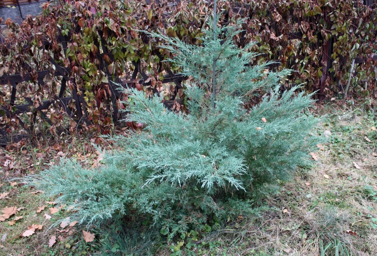 Туя бонсай ниваки