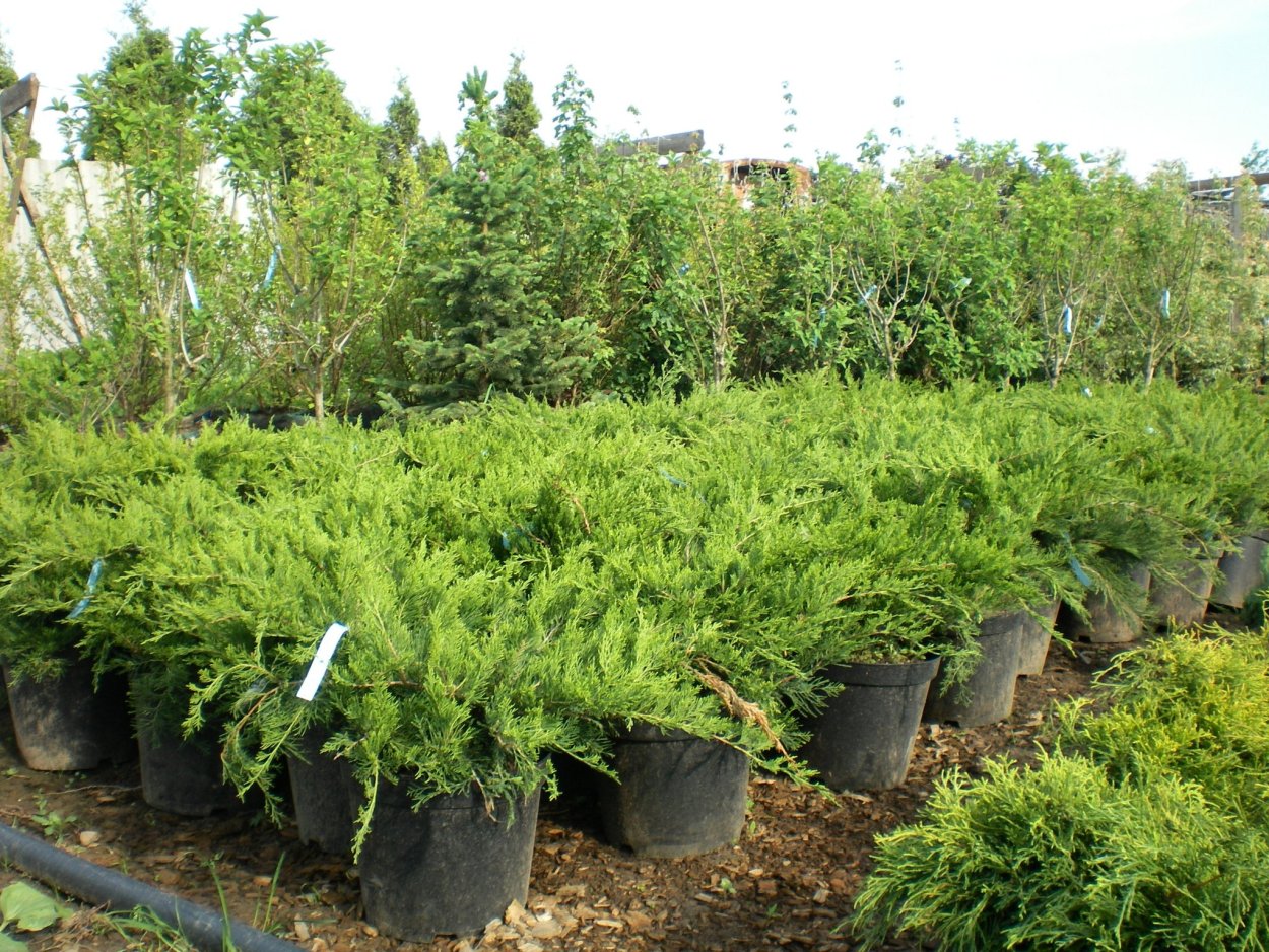 Туя Даника туя Смарагд