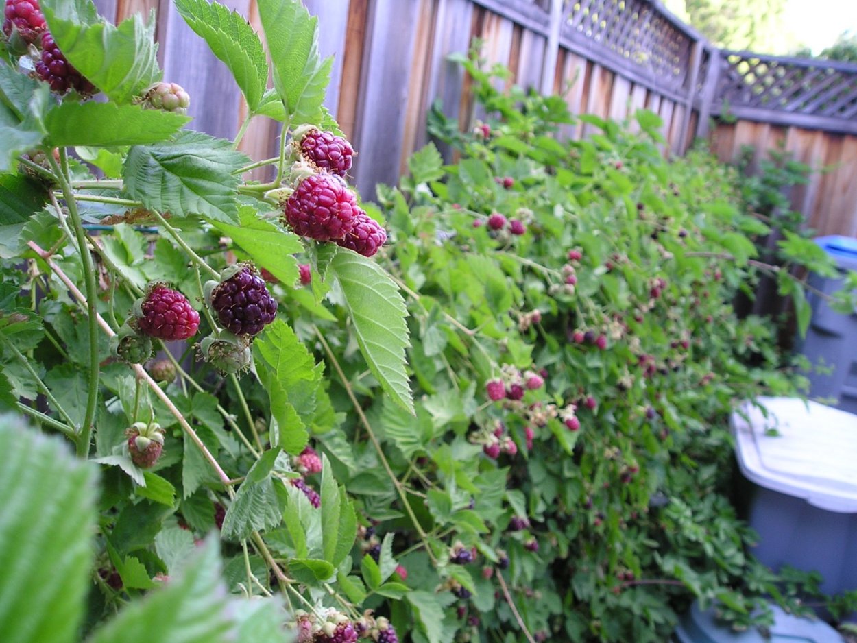 Ежемалина Тайберри шпалеры