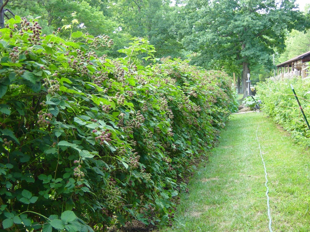 Черная малина Живая изгородь