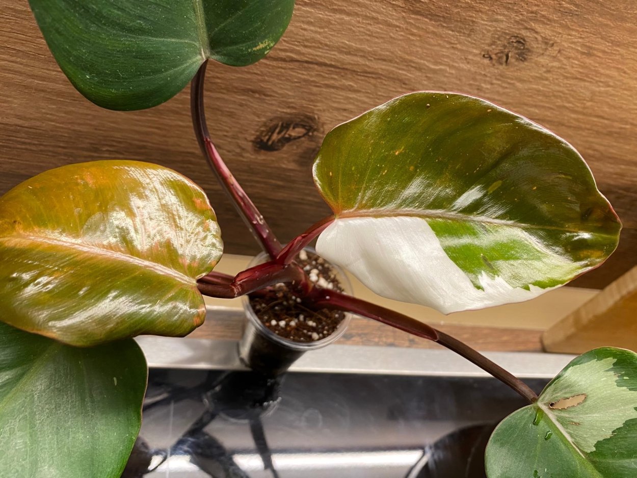 Филодендрон медуза