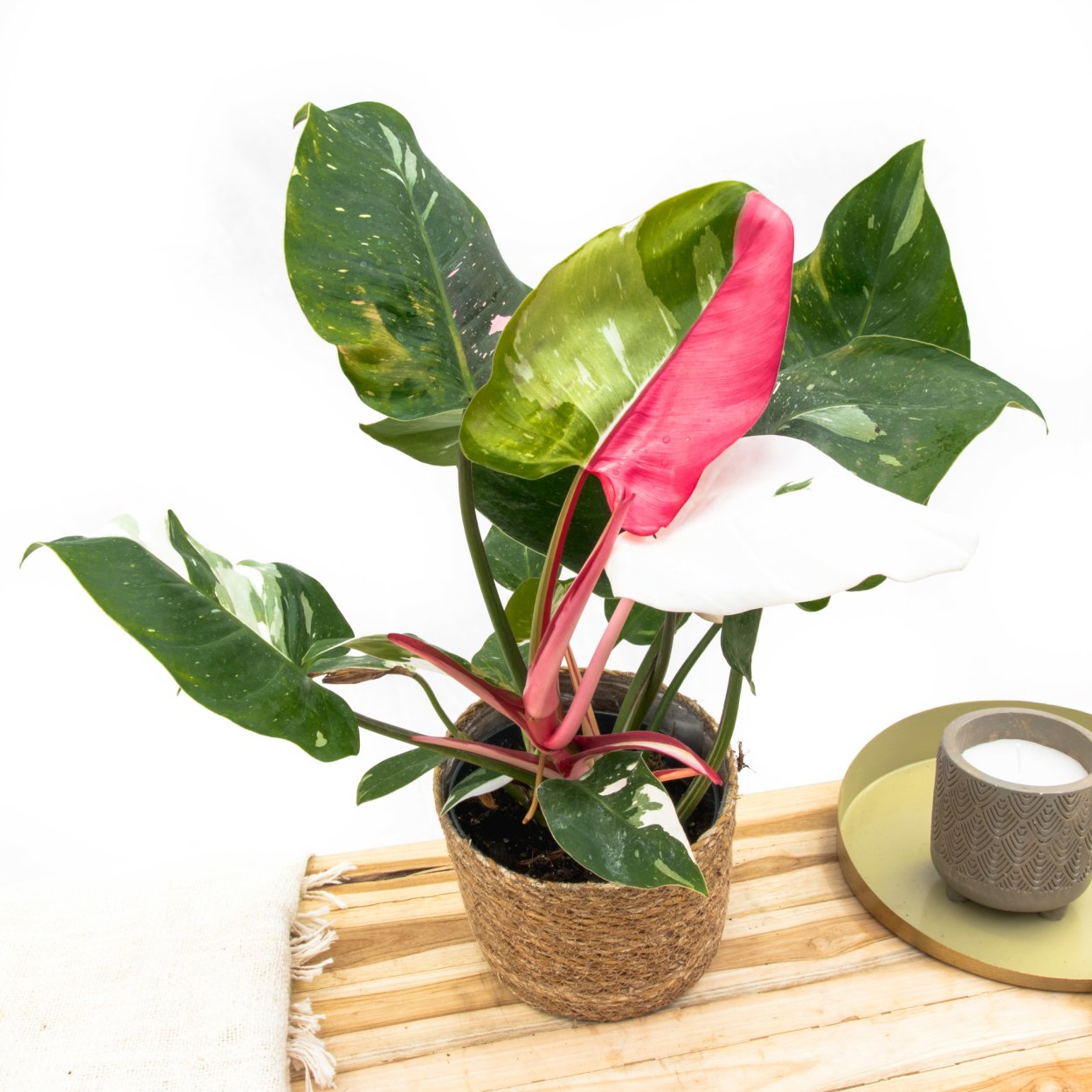 Филодендрон Pink Princess