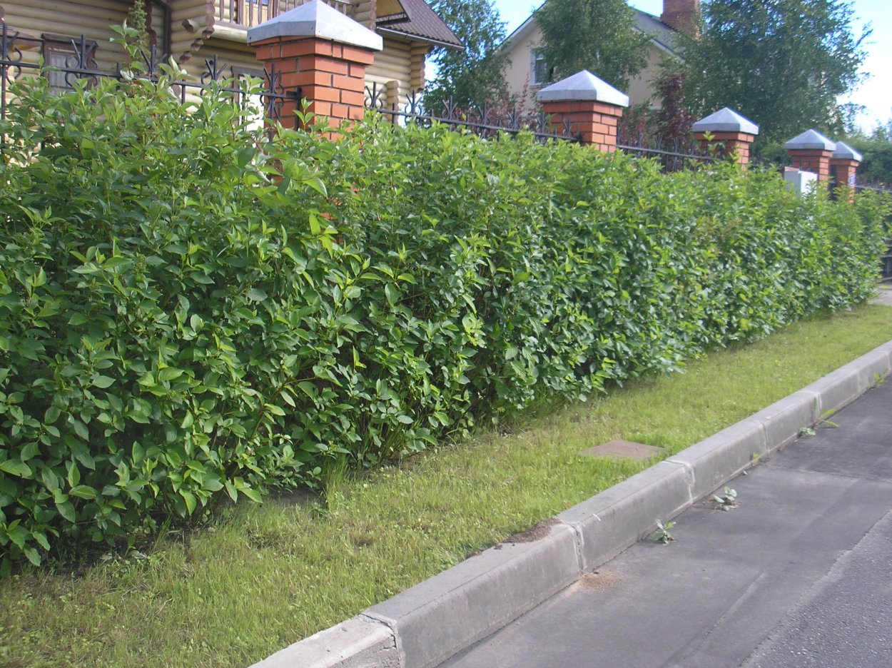 Дерен Сибирика Живая изгородь