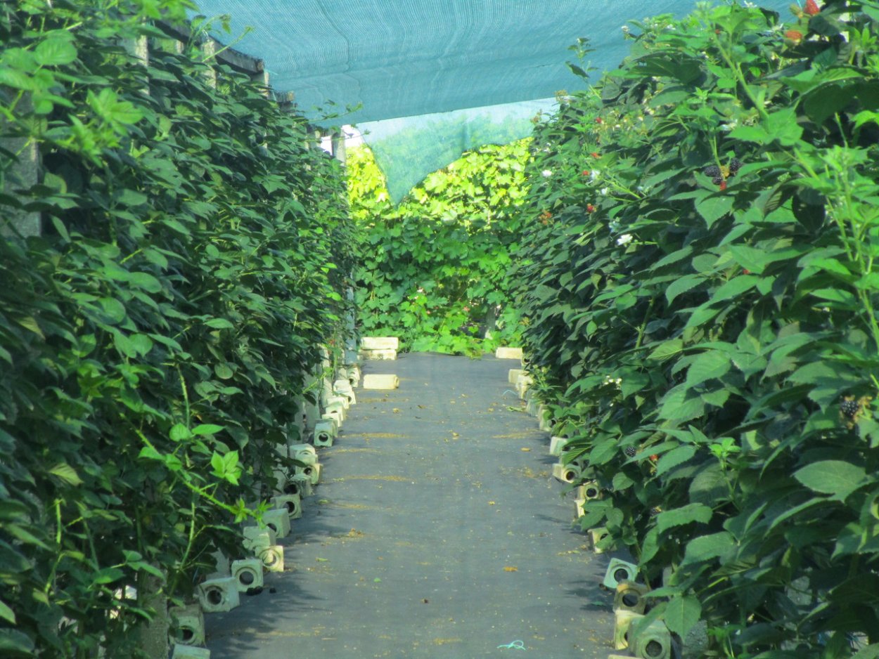 Изгородь для ежевики