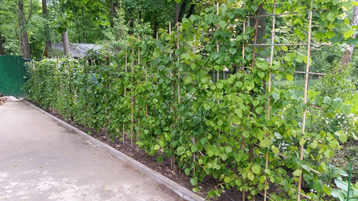 Ежевика Живая изгородь