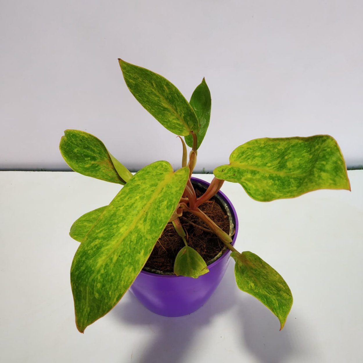 Филодендрон хастатум Сильвер