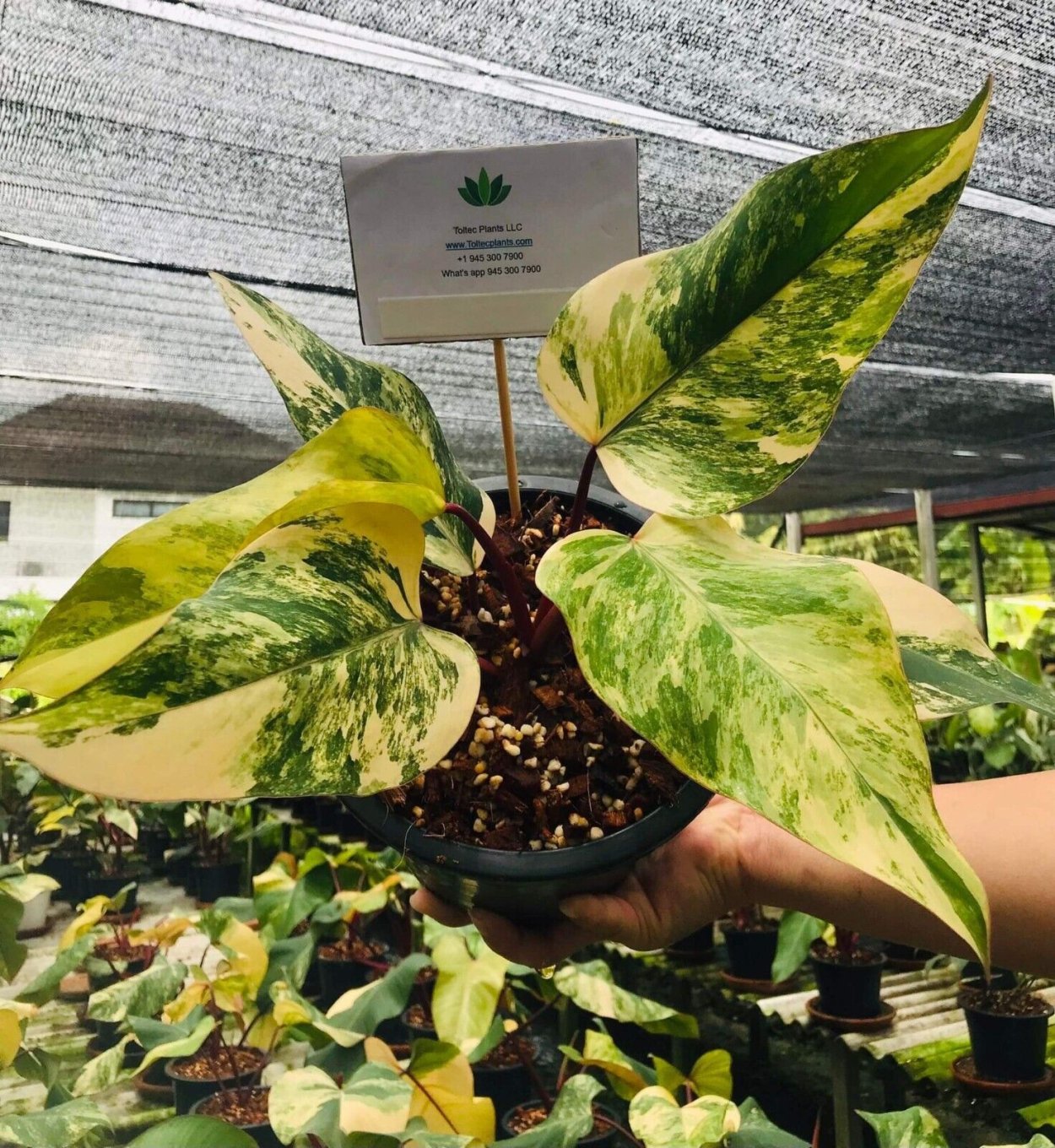 Филодендрон Снежная Королева