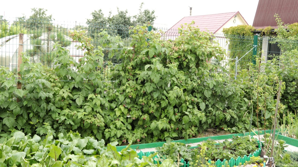 Ежевика Живая изгородь