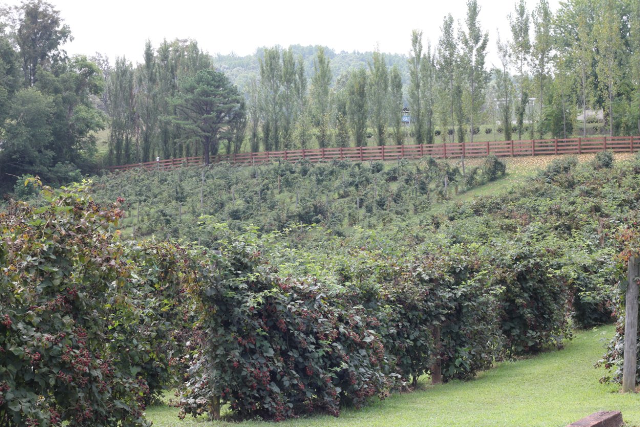 Боярышник Сибирский Живая изгородь