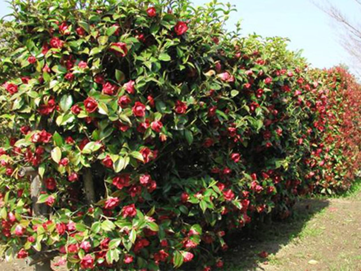 Айва японская изгородь